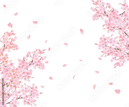 美しく華やかな満開の薄いピンク色の桜の花と花びら舞い散る春の白バックフレームベクター素材イラスト  © MerciArtworks