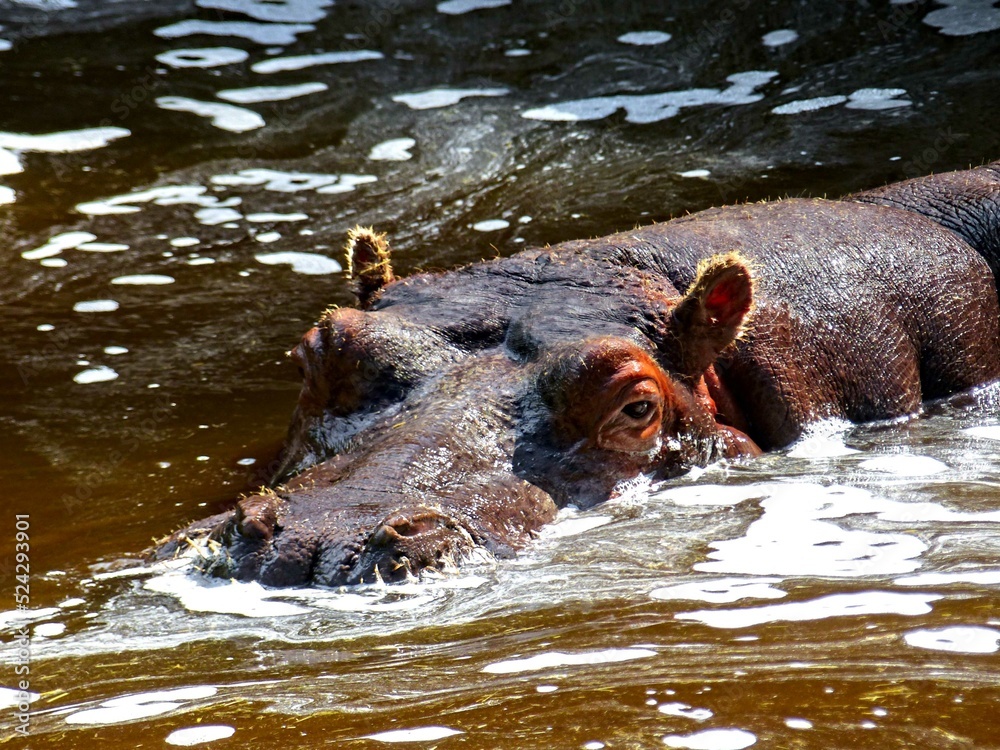 Fototapeta premium Amnéville Zoo, August 2022 - Magnificent Hippopotamus