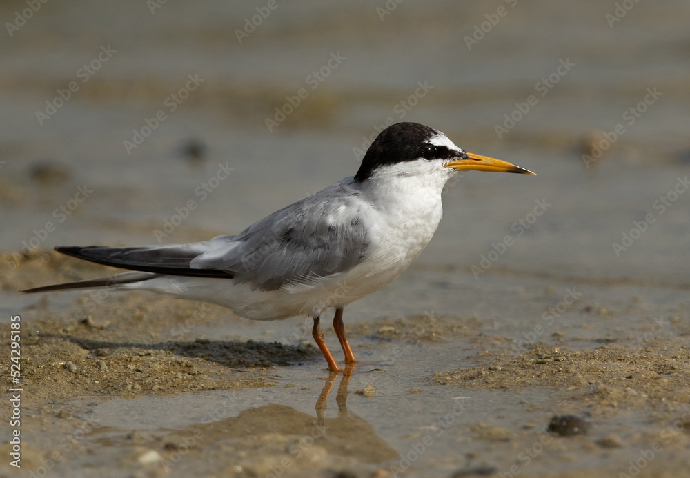 Saunders tern at Busaiteen coast, Bahrain Saunders tern at Busaiteen coast, Bahrain