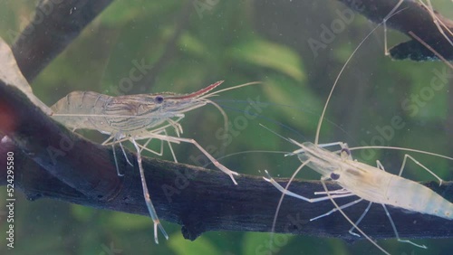 Close up of two shrimp standing still on branch tree in water. Giant river prawn or giant freshwater prawn larvae (Macrobrachium rosenbergii) in macro