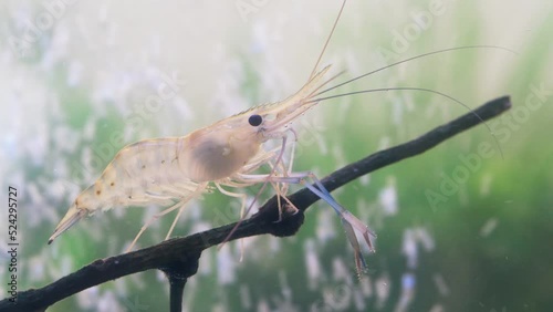 Close up of shrimp standing still on branch tree in water. Giant river prawn or giant freshwater prawn larvae (Macrobrachium rosenbergii) in macro
