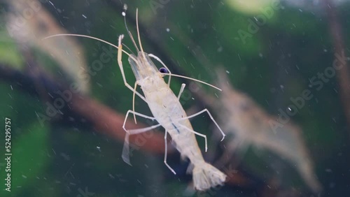 Close up of shrimp swimming and floating in water. Giant river prawn or giant freshwater prawn larvae (Macrobrachium rosenbergii) in macro