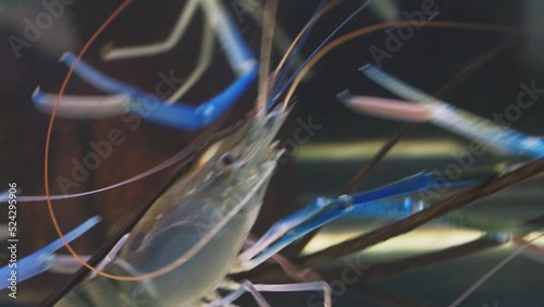 Close up of shrimp swimming and floating in water. Giant river prawn or giant freshwater prawn (Macrobrachium rosenbergii) in macro