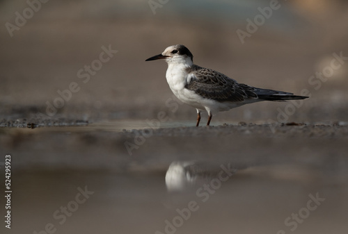 Juvenile White-cheeked Tern at Asker marsh, Bahrain