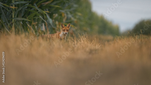 Rotfuchs  Vulpes vulpes  auf einem Feldweg