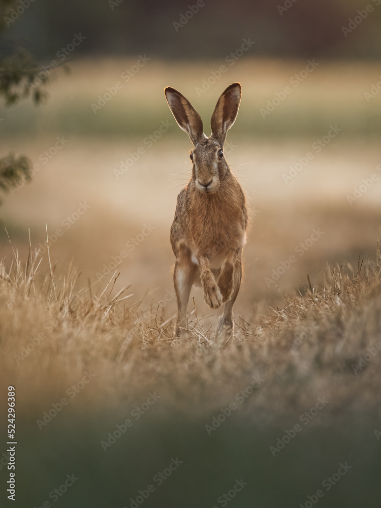 Feldhase (Lepus europaeus), Nahaufnahme Feldhase (Lepus europaeus), Nahaufnahme
