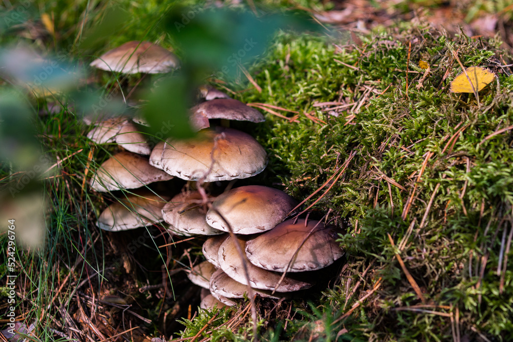 Fototapeta premium mushroom in the forest