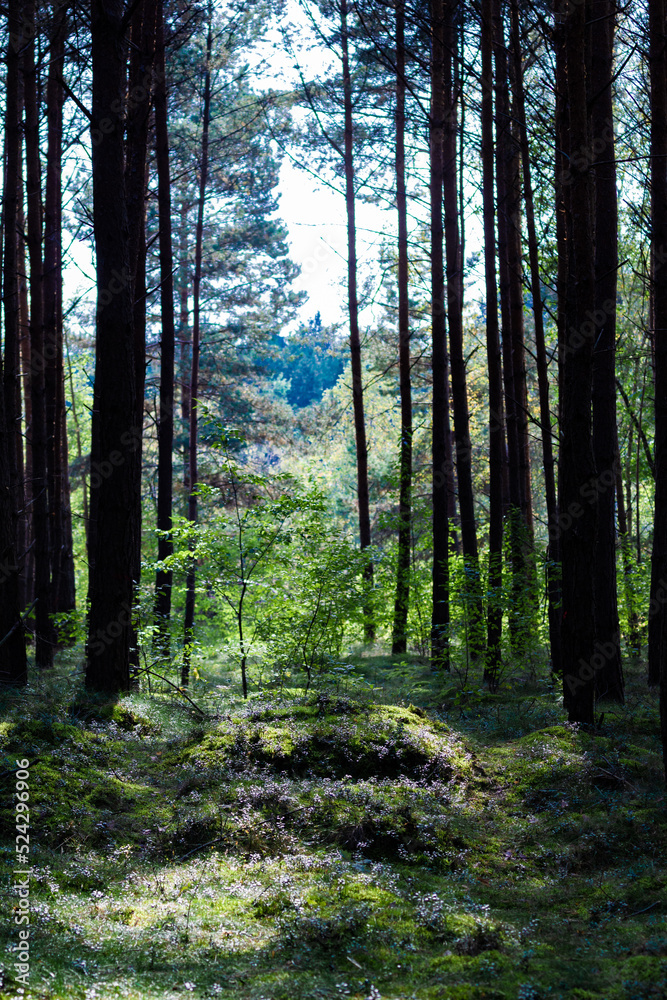 Obraz premium path in the forest