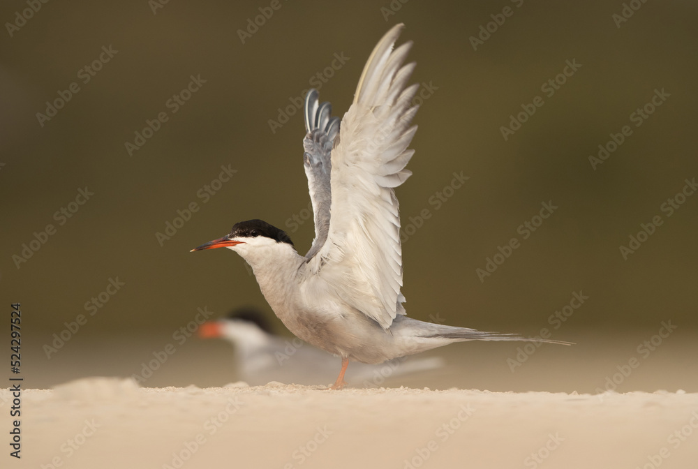 Fototapeta premium White-cheeked Tern stretching its wings at Sanad coast, Bahrain