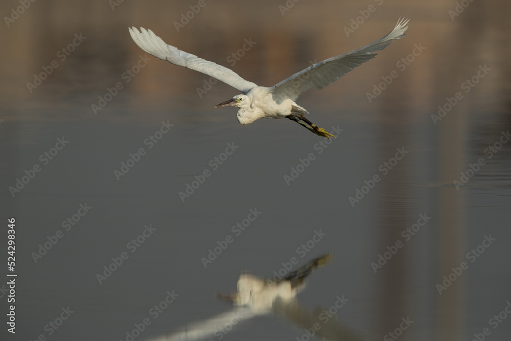 Western reef heron flying with dramatic reflection, Bahrain Western reef heron flying with dramatic reflection, Bahrain