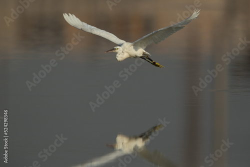 Western reef heron flying with dramatic reflection  Bahrain