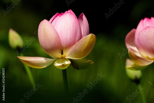Pink lotus lily flower in the pond