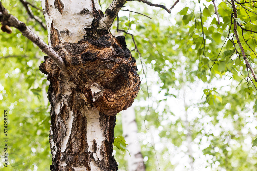 Obraz premium Close-up of burl or chaga on birch. Natural background with birch branches and copy space