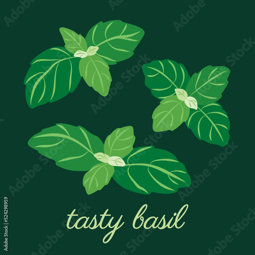 Basil herb leaves. Original, hand-drawn illustrations. Ideal for packaging, cooking, baby products, tea, healthcare, etc. Flower Basil, Ocimum Basilicum. Summer herb.