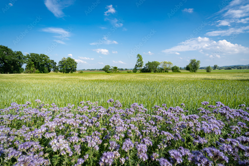 Violett blühende Wildblumen, vor einem Getreidefeld. Violett blühende Wildblumen, vor einem Getreidefeld.