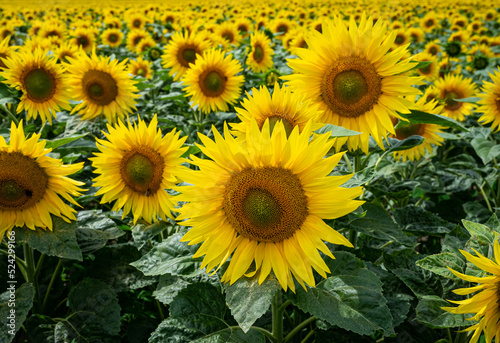 Bl  hende Sonnenblumen auf einen Feld  Nahaufnahme.