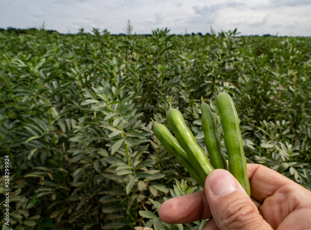 Obraz premium Ackerbohnen - Früchte werden vor einem Ackerbohnenfeld, in der Hand gehalten.