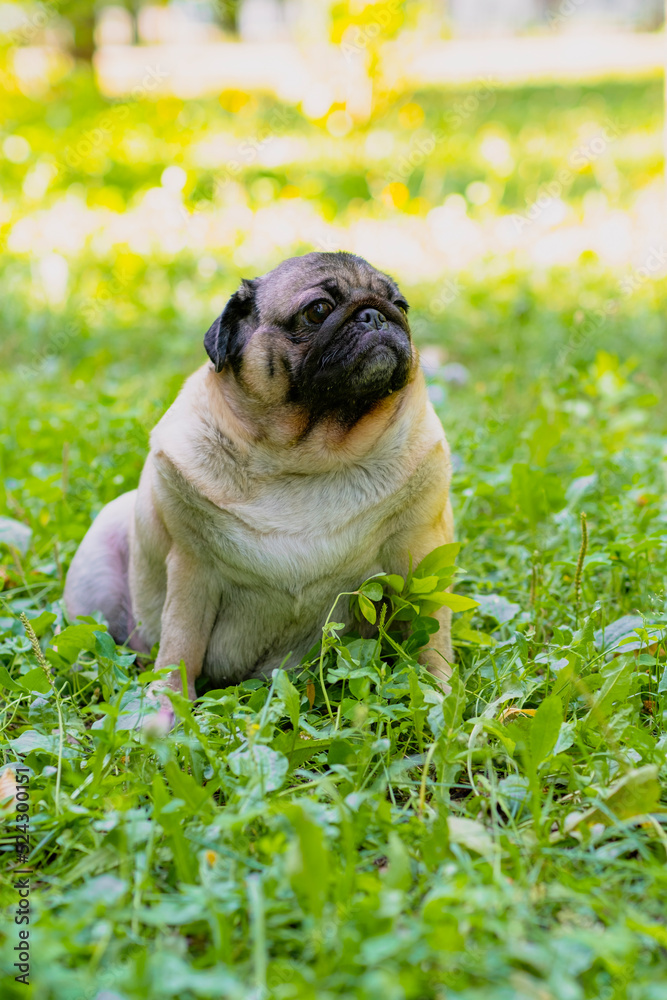 Cute pug dog on a green lawn on a sunny summer day.