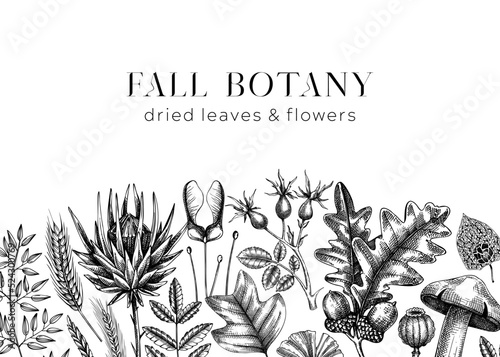 Autumn banner with fallen leaves and dried flowers. Botanical border template. Hand-drawn dried plants, fall leaves, mushrooms, and fruit illustration. Black and white Thanksgiving background.