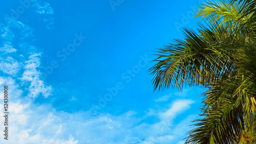 Tropical tree with blue and cloudy sky