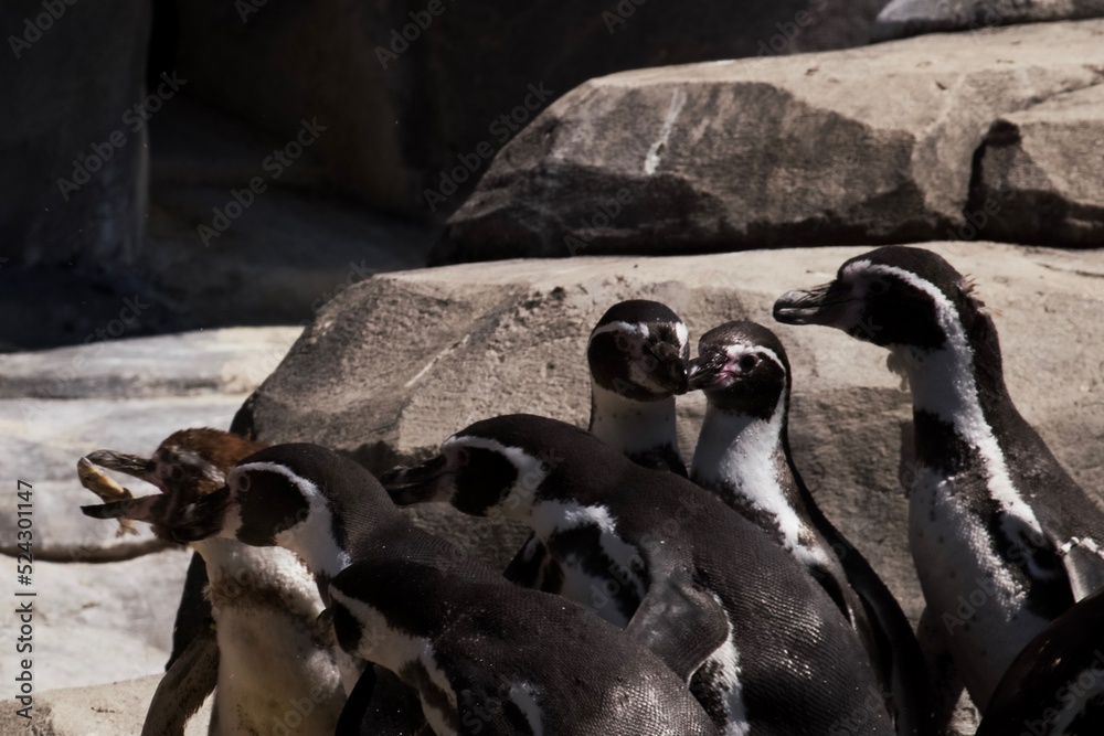 Naklejka premium Manchot