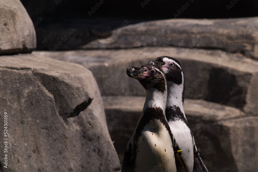 Naklejka premium Manchot