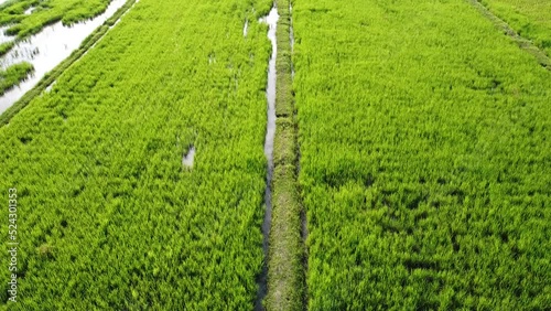 fields