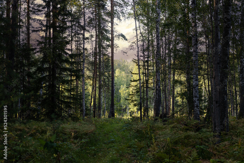 Landscape of a gloomy edge of a mixed coniferous-deciduous forest on a summer day. Forest overgrown with ferns. Overgrown path leading to the exit from the forest