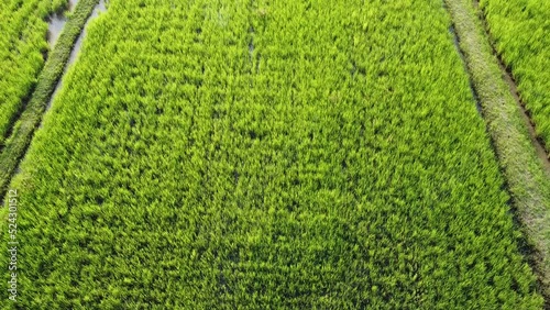 green grass background
