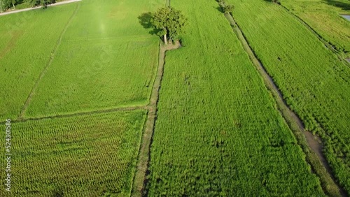 rice paddy field