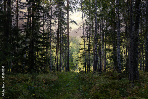 Landscape of a gloomy edge of a mixed coniferous-deciduous forest on a summer day. Forest overgrown with ferns. Overgrown path leading to the exit from the forest