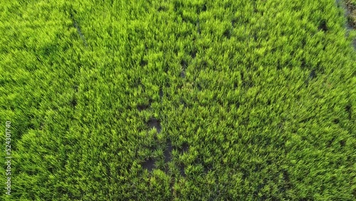 green grass background