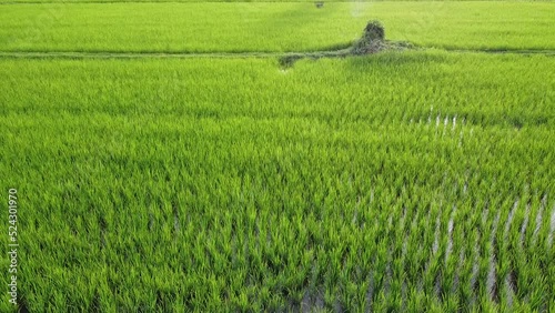 rice in the field