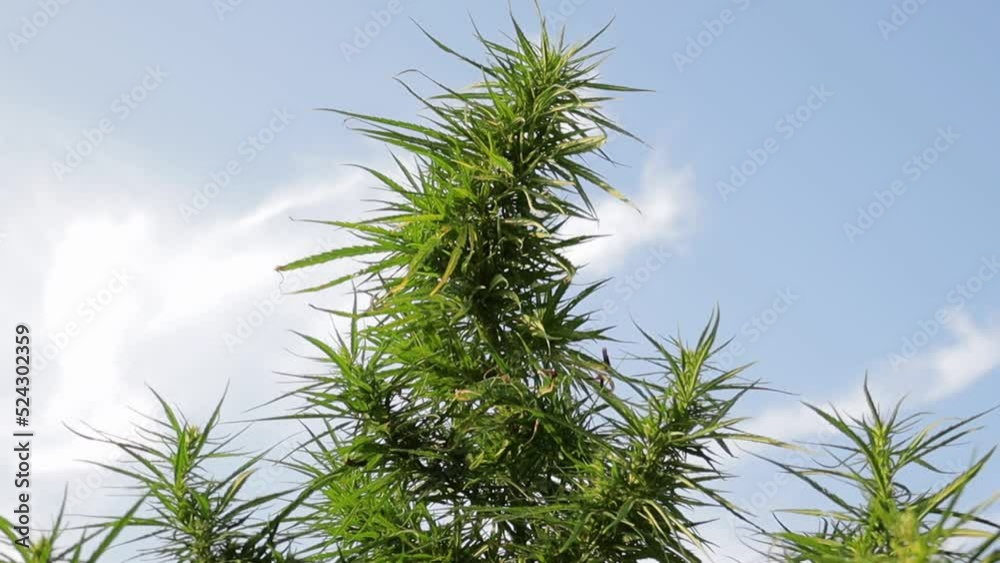 Flowering marihuana plants against the blue sky on background. Hemp or CBD Oil production with cannabis plants grown for fiber production and medicinal oils. Green bush of marijuana. Flowering marihuana plants against the blue sky on background. Hemp or CBD Oil production with cannabis plants grown for fiber production and medicinal oils. Green bush of marijuana.