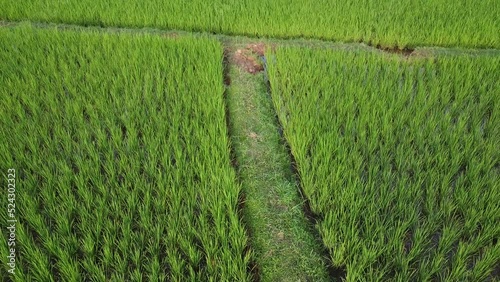 grass on a wooden fence