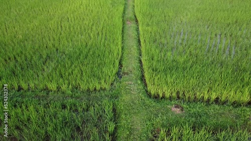 rice field in the morning