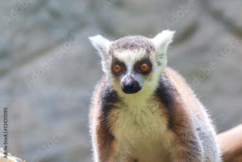 portrait of a lemur