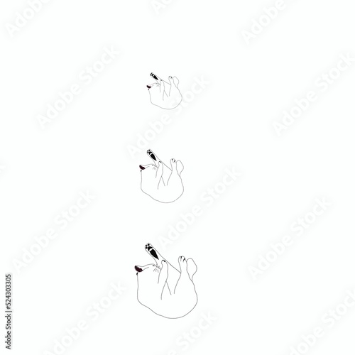 black and white cat