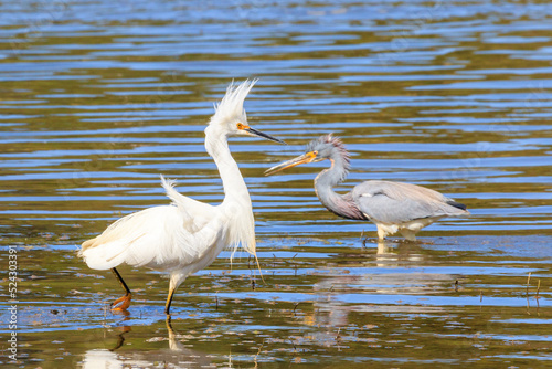 White and green herons