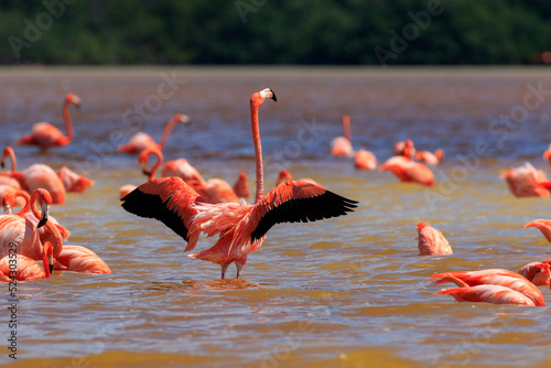 Group of flamingos at Sisal