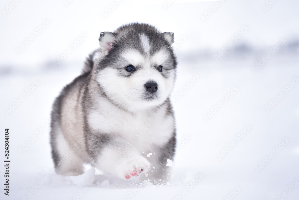 Alaskan Malamute puppy in winter Alaskan Malamute puppy in winter