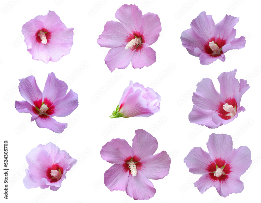 set of pink color flowers isolated on white background set of pink color flowers isolated on white background