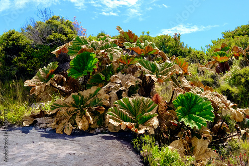 Vulkan Irazu Pflanzen Costa Rica  photo