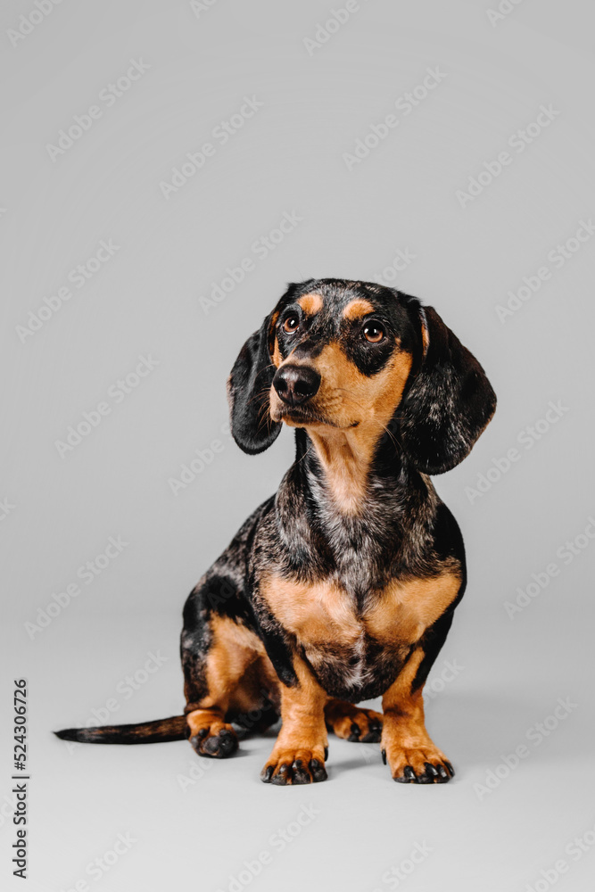 Beautiful marble dachshund dog on a gray background