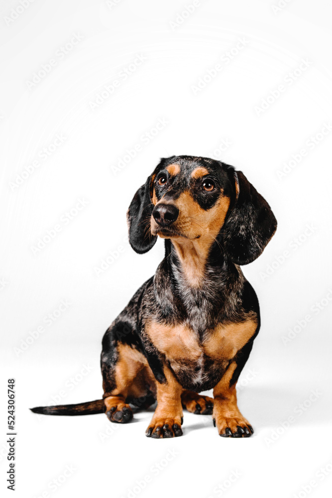 Studio shot of an adorable dachshund standing in front of a white background.