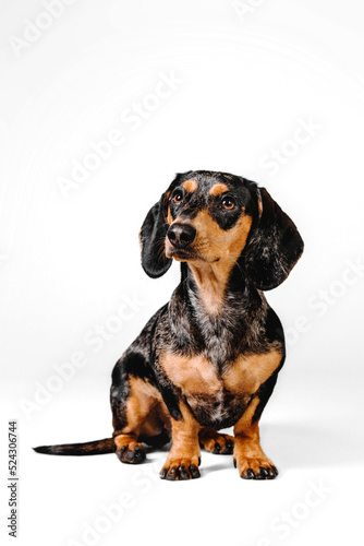 Studio shot of an adorable dachshund standing in front of a white background.