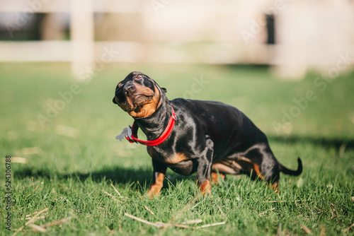 Dachshund dog in park. Cute pets. Small dog