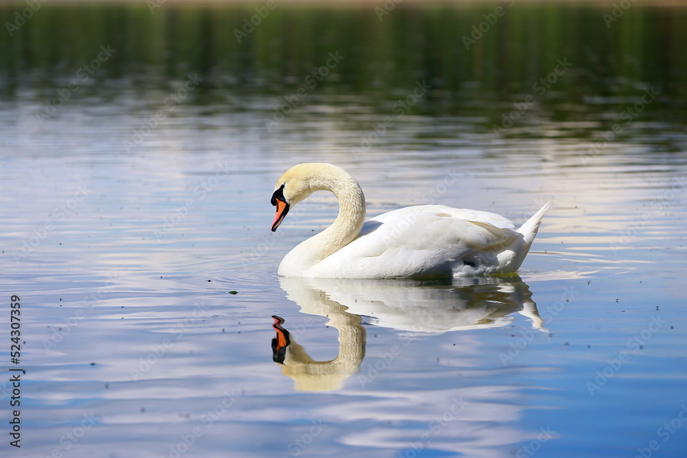 Obraz premium White swan on the lake looking at his reflection in the water