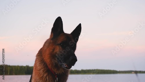 German Shepherd sits on bank of river and asks to throw her toy into water at sunset at end tilts her head to side, listening attentively. Mosquitoes attack dog. Republic of Karelia, Russia in summer. photo