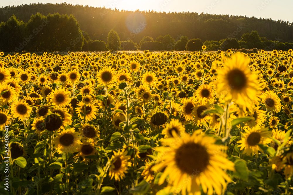 Obraz premium sunflower field in summer